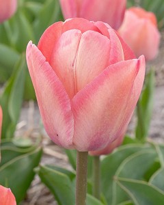 DHT. Apricot Pride